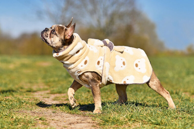 accappatoio per cani