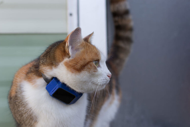 collare GPS per gatti