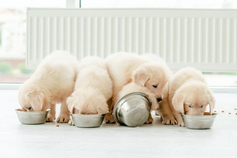 mangime per cuccioli
