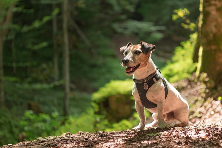 pettorina per cani
