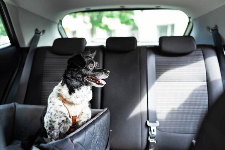 seggiolino auto per cani