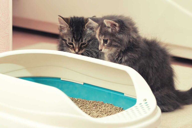 toilette per gatti
